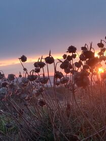 Flowers at Sunset  by mckenna-klein