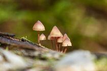 Magic Mushrooms 2 by Michael Mayr