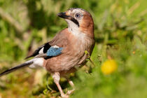 Eichelhäher (Garrulus glandarius) von Dirk Rüter