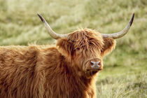 Portrait of a Scottish Highland Cattle in the dunes of Holland 3 by Susanne Fritzsche