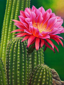 Prickly Lady by Isabel Conradi