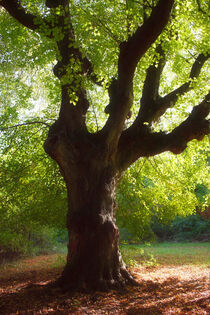 'Sunshine Wood' von CHRISTINE LAKE