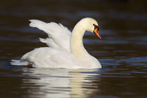 Höckerschwan (Cygnus olor) by Dirk Rüter