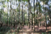 Blick in einen Wald mit Bäumen in Reihen, abstraktes Bild mit Unschärfe. Mehrfachbelichtung. von Thomas Richter