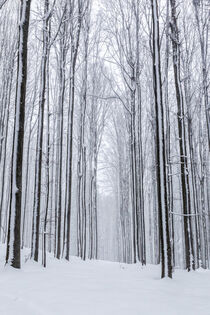 Winterwald von Dirk Rüter