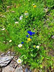 Alpenblumen by Ulrike Ilse Brück