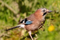 Eichelhäher (Garrulus glandarius) von Dirk Rüter