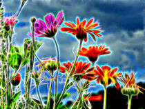 Gartenblumen vor blauem Himmel von Edgar Schermaul
