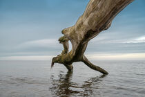 'Baumstamm in der Ostsee' by Stephan Zaun