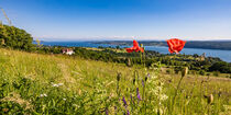 Panorama Bodensee bei Überlingen  von dieterich-fotografie