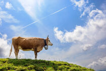 Kuh im Allgäu von Dirk Rüter