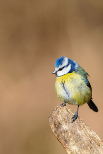 Blaumeise (Cyanistes caeruleus) by Dirk Rüter