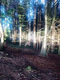 Mystischer Wald von Renate Maget