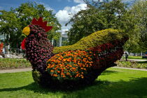 Blumenhahn in Ega Park Erfurt von Gerhard Köhler