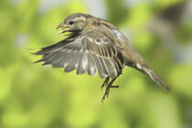 Anflug von Manuela Haake