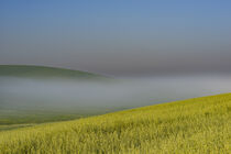 Morgennebel in der Crete Senesi von Walter G. Allgöwer