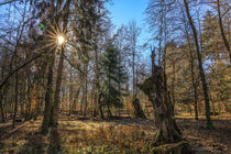 Ende Februar im Unterhölzer Wald - Naturpark Obere Donau by Christine Horn