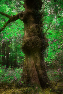 'Old Man Tree' von CHRISTINE LAKE