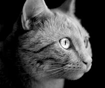 Katzenportrait by Torsten Reuschling