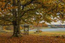 Herbstliche Buche mit Jägerstand im NSG Stiegelesfels bei Fridingen a. d. Donau - Naturpark Obere Donau by Christine Horn