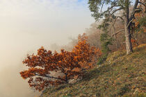 'Kiefer und junge Eiche im dichten Nebel beim Eichfelsen - Naturpark Obere Donau' by Christine Horn