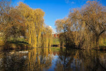 Teich mit herbstlichen Trauerweiden bei Eigeltingen-Homberg im Hegau - Landkreis Konstanz by Christine Horn