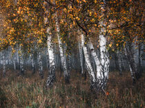 herbstlicher Birkenwald von moqui