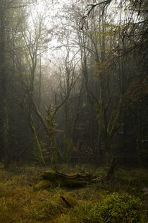 Mystischer Herbstwald 1 by Holger Spieker
