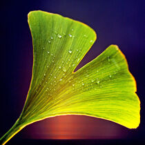 Ginkgo-Blatt mit Wassertropfen im Abendlicht von Dagmar Laimgruber