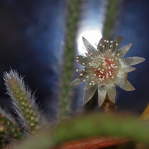 Kaktusblüte im Mondlicht, Makro von Dagmar Laimgruber