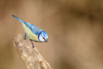 Blaumeise (Cyanistes caeruleus) von Dirk Rüter