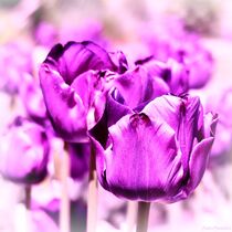 Tulips-01-23 by maja-310