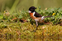 Schwarzkehlchen (Saxicola rubicola) by Dirk Rüter