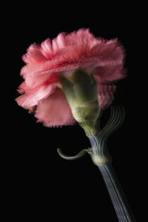 Dianthus Pink 2022 by Tomy Foto