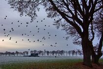 Wintervögel von Edgar Schermaul