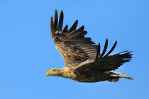 Seeadler von Ralf Ottmann