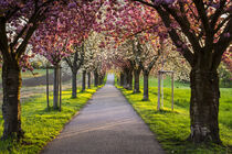 A beautiful blooming cherry tree alley 2 von Susanne Fritzsche