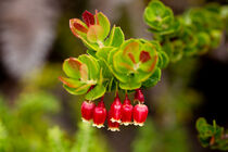 Ohelo-Beere (Vaccinium reticulatum) von Dirk Rüter