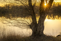 Sonnenstern im Baum - Sunstar in a tree by Susanne Fritzsche