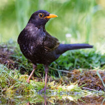 Amsel (Turdus merula) by Dirk Rüter