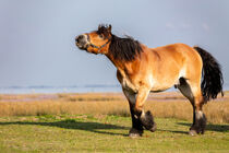 Pferd auf Juist by Dirk Rüter