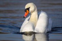 Höckerschwan (Cygnus olor) by Dirk Rüter