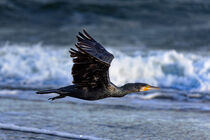 Kormoran (Phalacrocorax carbo) by Dirk Rüter