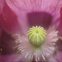 Mohn by Helmut Neumann