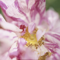 Rosenblüte von Helmut Neumann