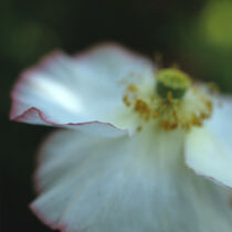 Weißer Mohn von Helmut Neumann