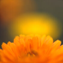 Ringelblume, Calendula by Helmut Neumann