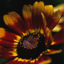 Buntmargerite, Chrysantemum carinatum by Helmut Neumann