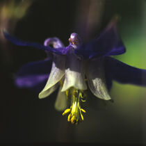 Blaue Akelei, Aquilegia  by Helmut Neumann