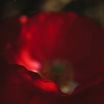 Roter Mohn by Helmut Neumann